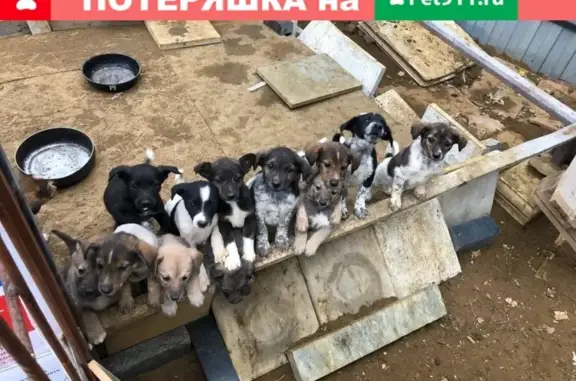 Найдены щенки в Саранске, ищут дом!