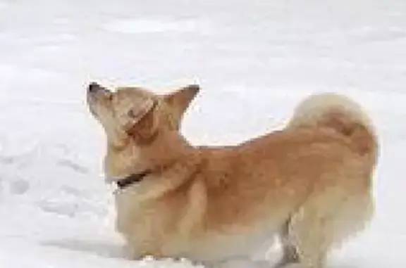 Потерянные животные Ставрополь, фото: Пропала собака на ул. Пригородной, Ставрополь