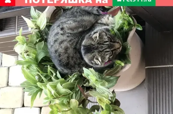 Пропала кошка Кот в Ростове-на-Дону