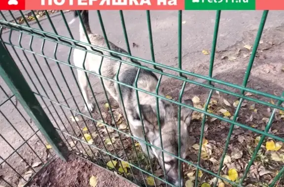 Найдена собака, Москва, фото: Найден пёс на Олонецком проезде в Москве.