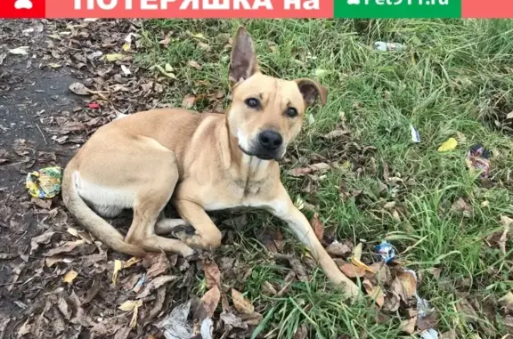 Собака Стаффорт найдена в Дзержинском районе, Ярославль.