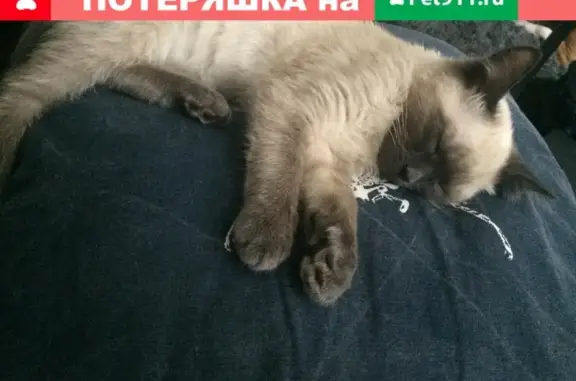 Пропал кот тайский в Ростове на Северном.