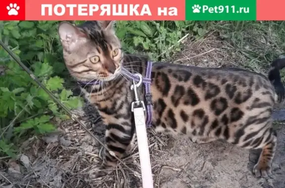 Кошки потеряшки, Казань, фото: Потеряшка бенгальская кошка в Казани, вознаграждение