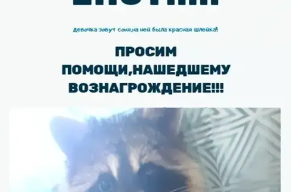 Собаки потеряшки, Пенза, фото: Потеряшка енотик с красной шлейкой в районе автодрома!