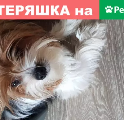Найдена собака в Воронеже, Россия