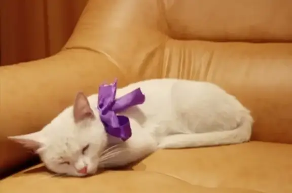 Найдена кошка на Кирова, 31 в Уфе