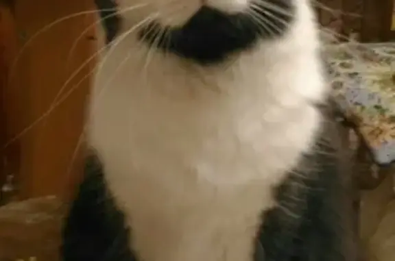 Кошки потеряшки, Санкт-Петербург, фото: Потеряшка кошка Анфиса в Санкт-Петербурге.