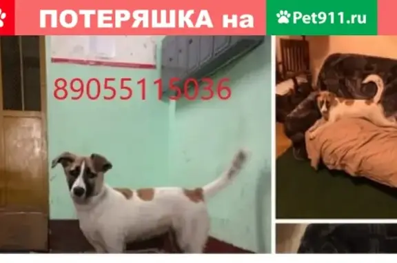 Найден щенок у метро Щукино, Москва