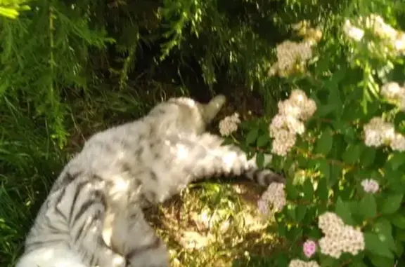 Кошки потеряшки, Ижевск, фото: Потеряшка кот Марсик в Ижевске