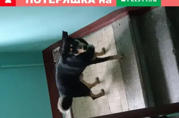 Собака с ошейником в Санкт-Петербурге