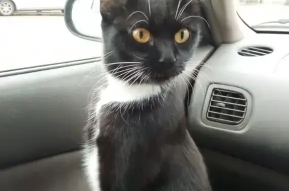 Потерянные животные Чита, фото: Пропала кошка Маруся в Чите, Забайкальский край