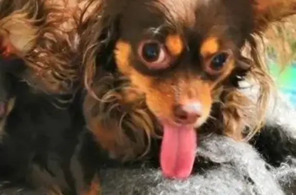 Собаки потеряшки, Ангарск, фото: Потеряшка собака с шрамом и седыми усами в Ангарске, Россия