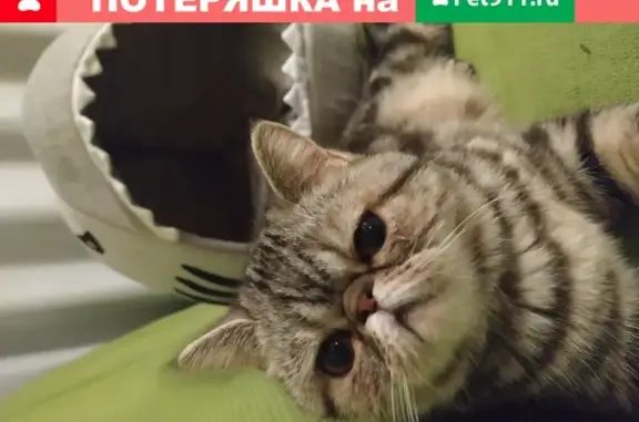Пропала экзотическая кошка Мотя в Зюзино, Москва