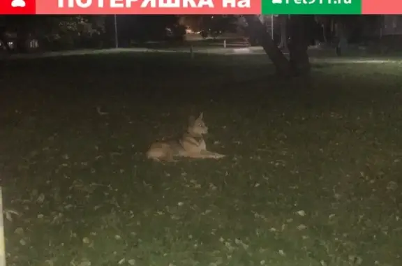 Найдена собака, Москва, фото: Найдена собака Кобель в Москве с ошейником