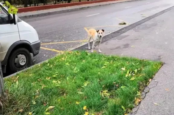 Найдена собака, Москва, фото: Найдена домашняя собака в Нагатино-Садовниках