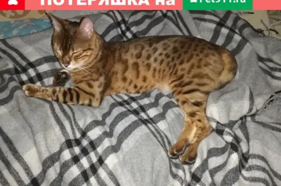 Кошка найдена в Лен области, СПб.