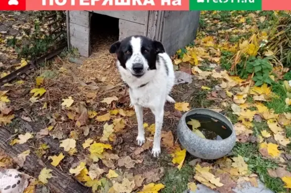Найдена собака Ласковый в Калуге