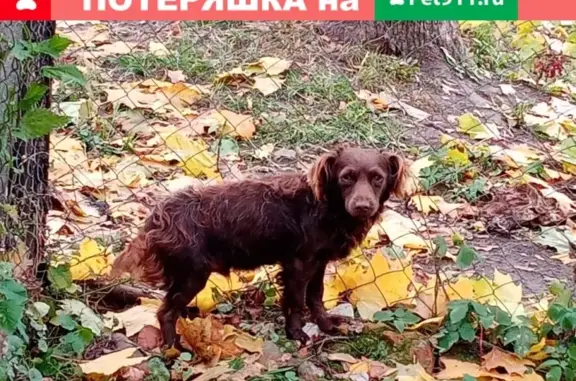 Собака Пугливый найдена в Калуге.