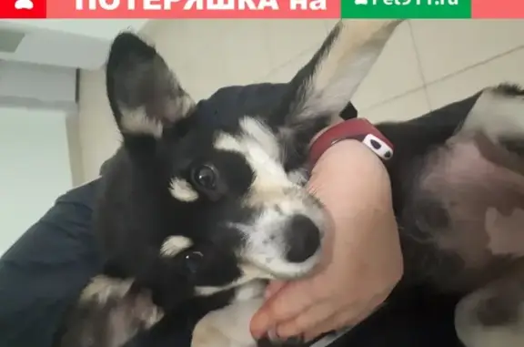Собака с ошейником найдена в Ярославле.