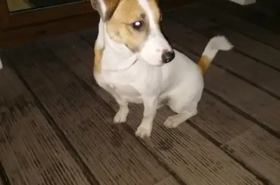 Найдена собака в районе магазина на Островского, звоните