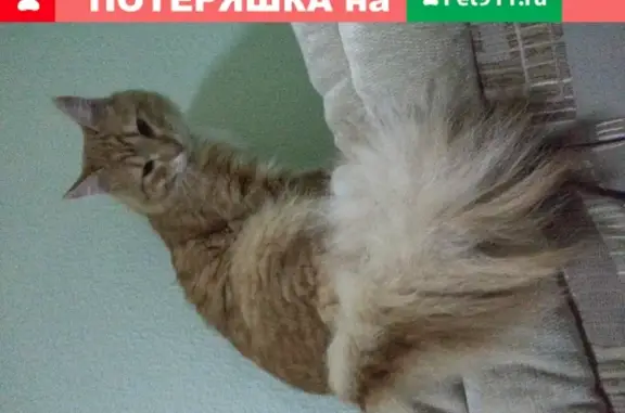 Найден рыжий кот на ул. Амундсена, 118а, Екатеринбург