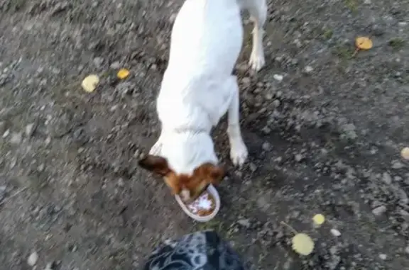 Найдена белая собака у платформы 113 км, ищет хозяина
