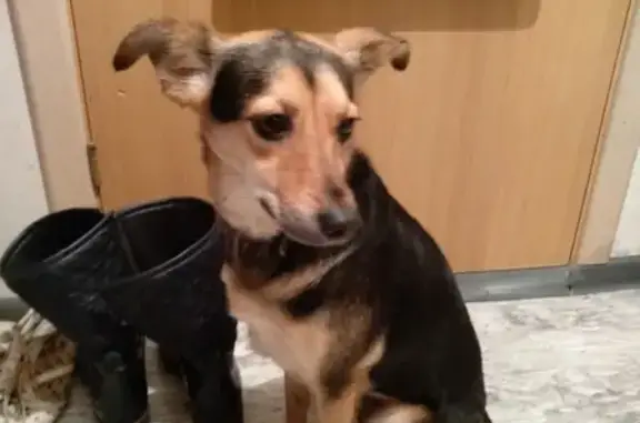Найдена собака на ул. Дзержинского в Калининграде