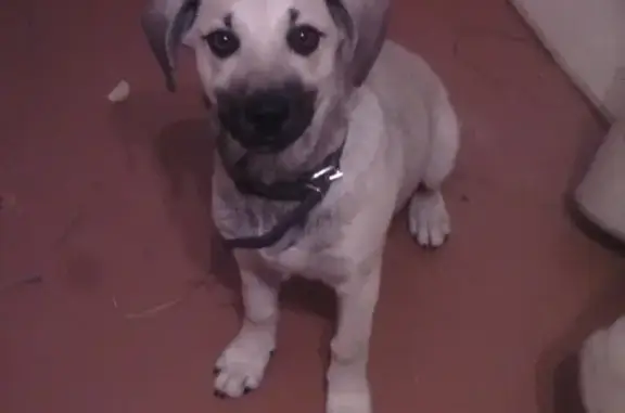 Потерянные животные Ярославль, фото: Пропала собака на ул. Гоголя, Ярославль