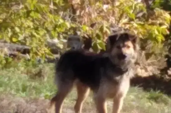 Собака найдена на ул. Промышленной в Барнауле