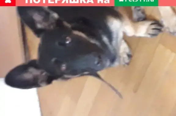 Пропала собака с проблемой лапы в Новороссийске
