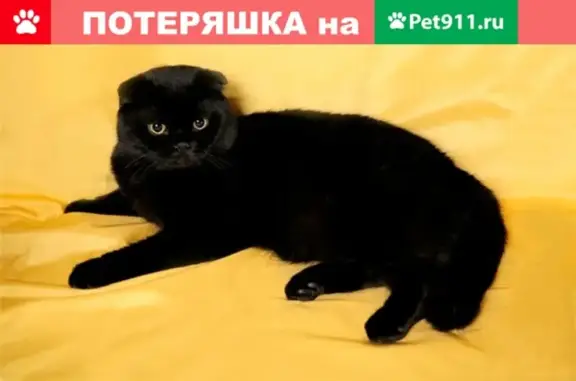 Пропал кот Стёпа, Ростов-на-Дону, Университетский переулок 67