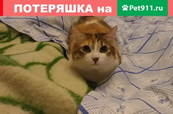 Пропала трехцветная кошка Марси в Санкт-Петербурге