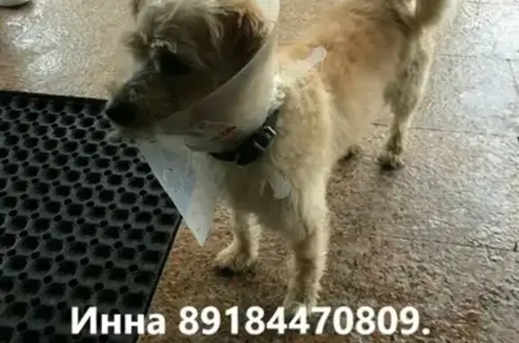 Найдена собака на Загородном шоссе, Москва