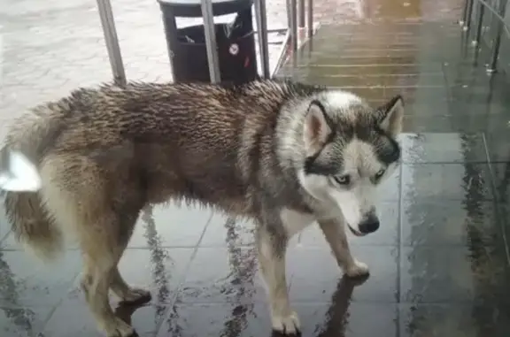 Собака Хаски потерялась у Магнита на Бахарева, Ступино