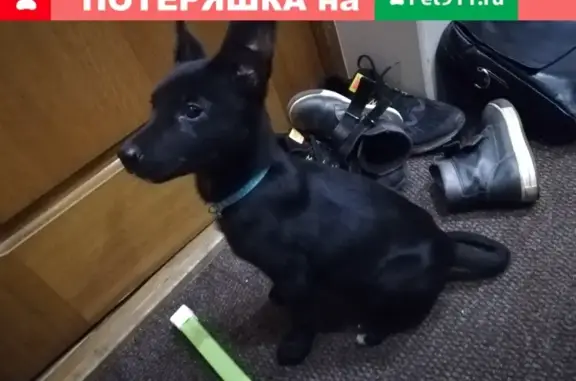 Найден щенок на ул. Ямская, 9 в Иркутске