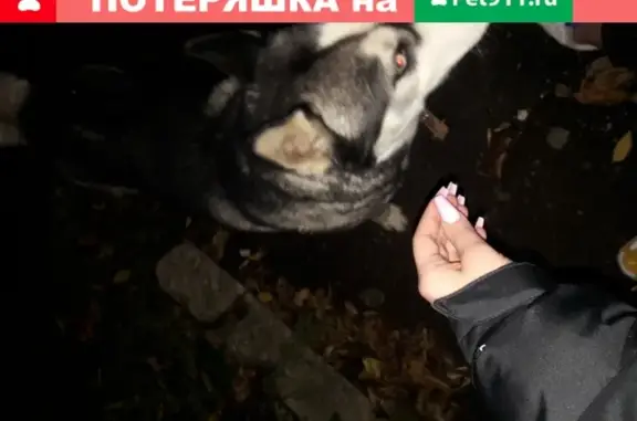 Собака найдена на ул. Дыбенко, дом 17 в Самаре.