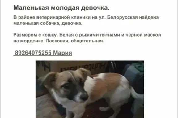 Найдена бело-рыжая кошка в Ростове-на-Дону