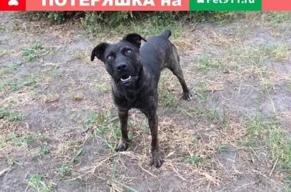 Найдена домашняя собака в Ростове-на-Дону.