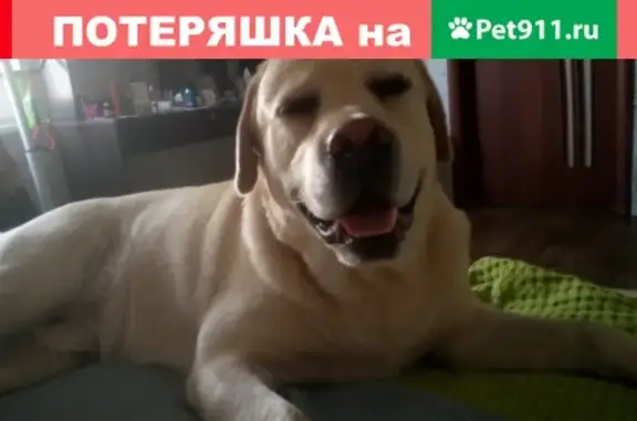 Пропала собака Лабрадор в Новосибирске