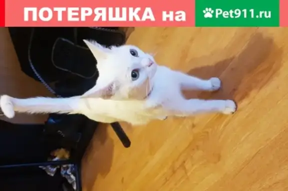 Белая кошка найдена в Уфе