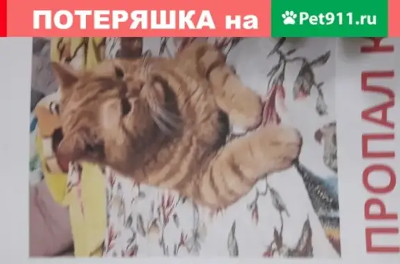 Пропала кошка Рыжик, Иваново, 5 лет
