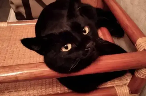 Пропала кошка в Тольятти: черный кот с желтыми глазами и белой отметиной на лапе.