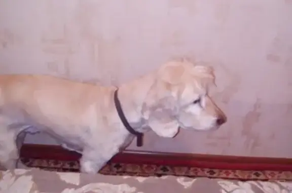 Пропала собака Кокер спаниэль в Новосибирске