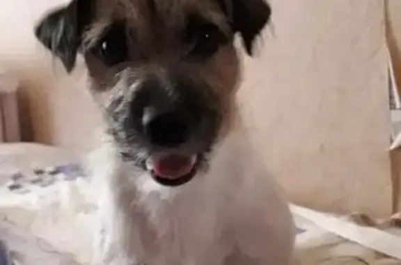 Собака Джек Рассел с тату в Ульяновске найдена