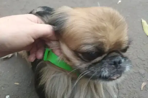 Собака найдена на улицах Авроры и Партизанской, Самара