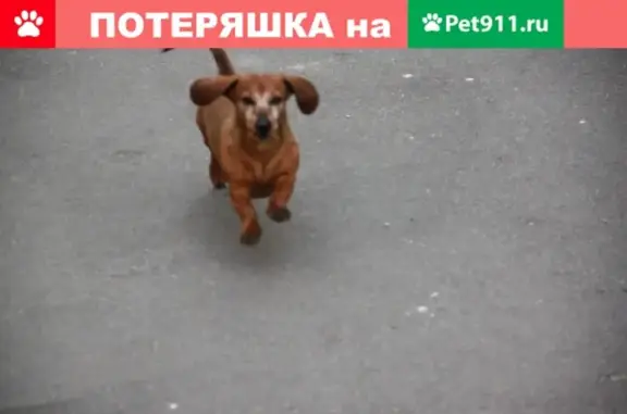 Пропала кроликовая такса в Выборгском районе СПб