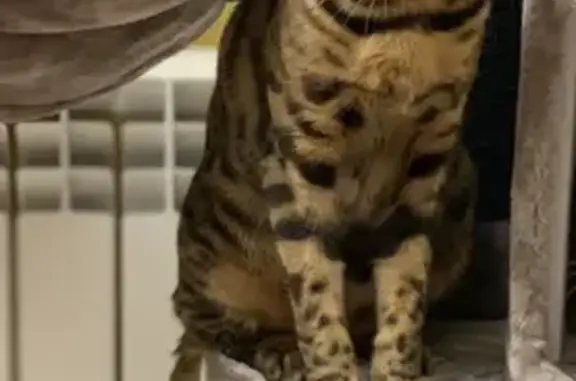 Кошки потеряшки, Москва, фото: Потеряшка кошка Бенгал на Профсоюзной улице, Москва