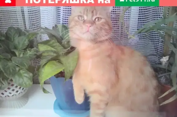 Пропала кошка в Симферополе: рыжий кот возле Автодели.