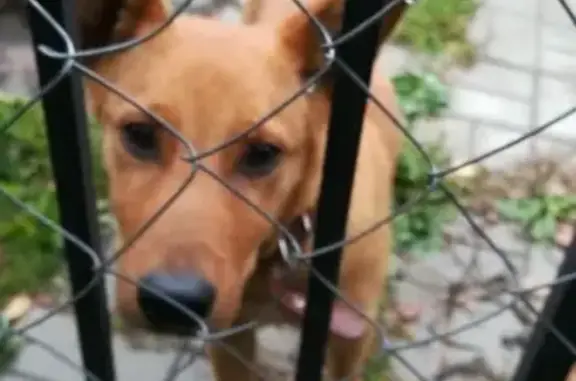 Найден рыжий щенок без адресника в Павловском Посаде