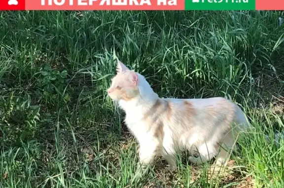 Пропала кошка породы мейнстриму кун в Иваново